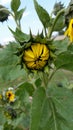 Sleeping Sunflower