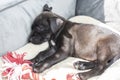 Sleeping in the sunlight black puppy Royalty Free Stock Photo