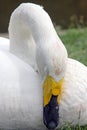 Sleeping swan british wildlife Royalty Free Stock Photo