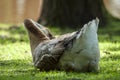 A sleeping swan goose with its beak inserted into brown and white feathers.