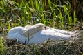 A Sleeping Swan