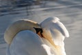 Sleeping Swan. Resting after the flight