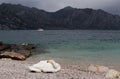 Sleeping swan on the shores of Lake Garda