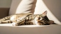 Sleeping Tabby Cat on Beige Couch with Soft Lighting Royalty Free Stock Photo
