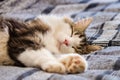 Sleeping tabby cat on blue bedding