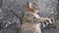 Young cat purr and nap laying on grunge stone pavement