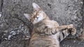 Young cat purr and nap laying on grunge stone pavement