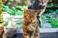 A sleeping tabby cat sits on a welcome table at the Torre Argentina cat sanctuary in Rome Italy