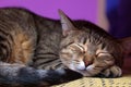 Sleeping tabby cat