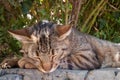 Sleeping tabby cat