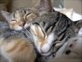 Sleeping tabby cats