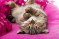 Sleeping tabby kitten on a pink blanket