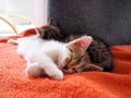 Sleeping tabby kittens on the couch, cubs, cute pet, soft fur, gray and white kitten, orange Royalty Free Stock Photo