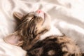 Sleeping Tabby and White Kitten Royalty Free Stock Photo