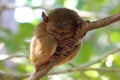 Sleeping tarsier Royalty Free Stock Photo