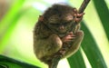 Sleeping tarsier sitting on a tree Royalty Free Stock Photo