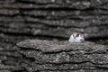 Sleeping terns of the white-fronted tern colony at Pancake rocks, New Zealand Royalty Free Stock Photo