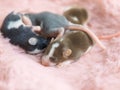 Sleeping three baby satin mice close-up on a fluffy pink background. Decorative, domestic mouse. Blind baby mice