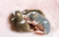 Sleeping three baby satin mice close-up on a fluffy pink background. Decorative, domestic mouse. Blind baby mice