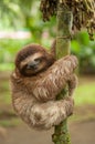 Sleeping three clawed sloth Royalty Free Stock Photo