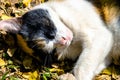 Sleeping three-colored cat