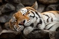 Sleeping tiger Royalty Free Stock Photo