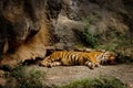 Sleeping Tiger 2