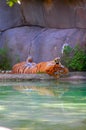 Sleeping tiger Royalty Free Stock Photo