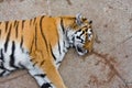 Sleeping tiger