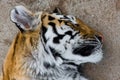 Sleeping tiger Royalty Free Stock Photo