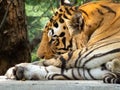 Sleeping Tiger. Royalty Free Stock Photo