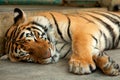 Sleeping Tiger Royalty Free Stock Photo