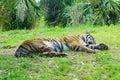 A sleeping tiger Royalty Free Stock Photo