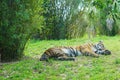 A sleeping tiger Royalty Free Stock Photo