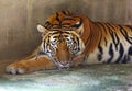 Sleeping Tiger Royalty Free Stock Photo