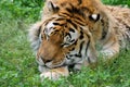 Sleeping Tiger in Grass Royalty Free Stock Photo