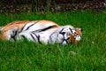 Sleeping tiger