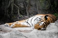 Sleeping tiger on the rock Royalty Free Stock Photo