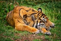Sleeping Tiger Royalty Free Stock Photo