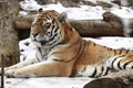 Sleeping tiger on the snow