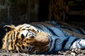 Sleeping tiger very close Royalty Free Stock Photo