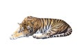 Sleeping tiger on white Royalty Free Stock Photo
