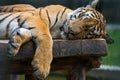 Sleeping tiger on the wood table.