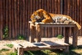 Sleeping tiger and wooden background