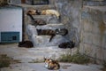 Sleeping time cats stairs Royalty Free Stock Photo