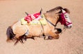 Sleeping tired horse with saddle on sun shine