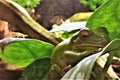 Green tree frog sleeping on a leaf