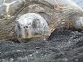 Sleeping Turtle on a Black Sand Beach Royalty Free Stock Photo