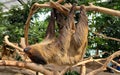 Sleeping Two-toed sloth hanging on the tree