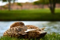 Sleeping under the morning sun Royalty Free Stock Photo